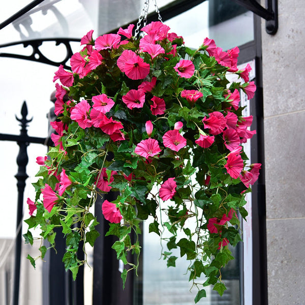 Ever-Bright Morning Glory Blooms