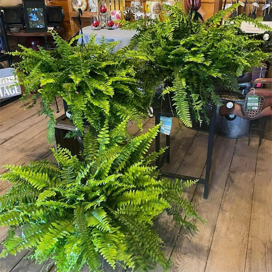 Everlasting Greenery Fern